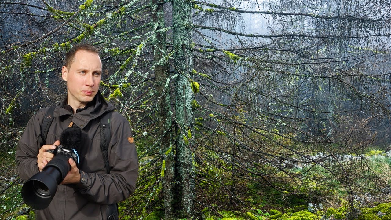 Die Ästhetik sterbender Fichten - Lichtblicke in der Dunkelheit | Naturfotografie