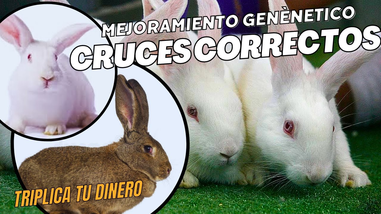 Cruces Correctos En Conejos - Mejoramiento Genético En función Del Mercado Cárnico