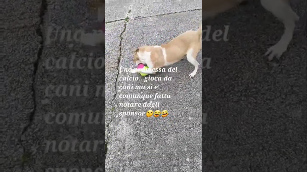 Evvai🤣🐕🎉#neiperte#perte#shorts#ironia#funnydog#humor#doglove#doglife#amorecane#viralshort