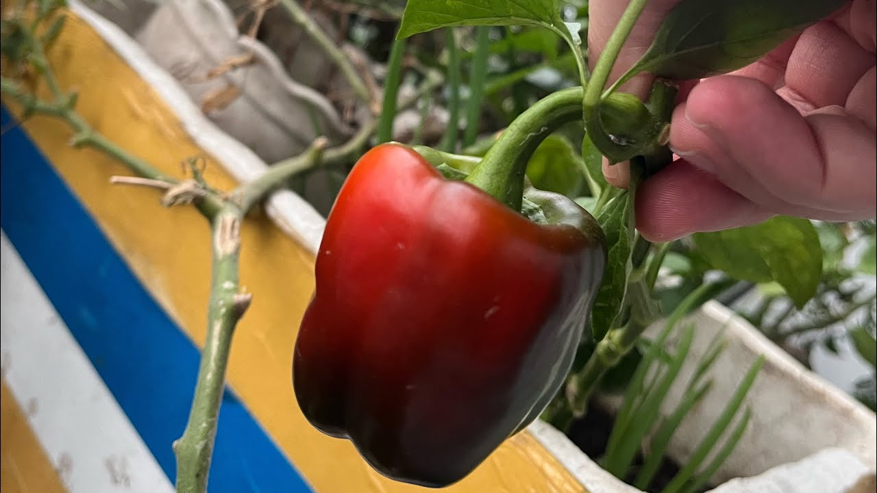 My balcony garden in Vietnam 