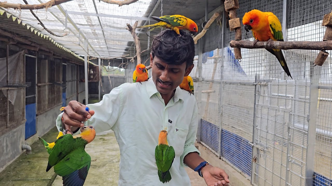 How To Do DNA Testing Of Birds & Parrots & Why ? Relation Between DNA And Leg Rings.