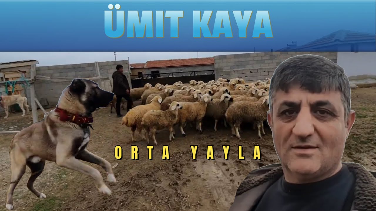 GÜZEL KOYUNLAR ÇOK BÜYÜK ENİKLER VE DEVASA KÖPEKLER