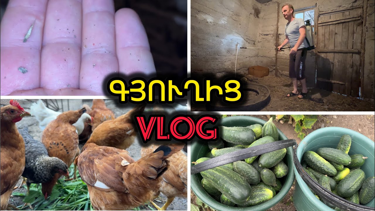 ՈՋԻԼՆԵՐԸ գրոհել են թռչնանոցը. ԱՀԱ ԹԵ ԻՆՉՈՒ ՃՏԵՐԸ ՉԵՆ ԱՃՈՒՄ