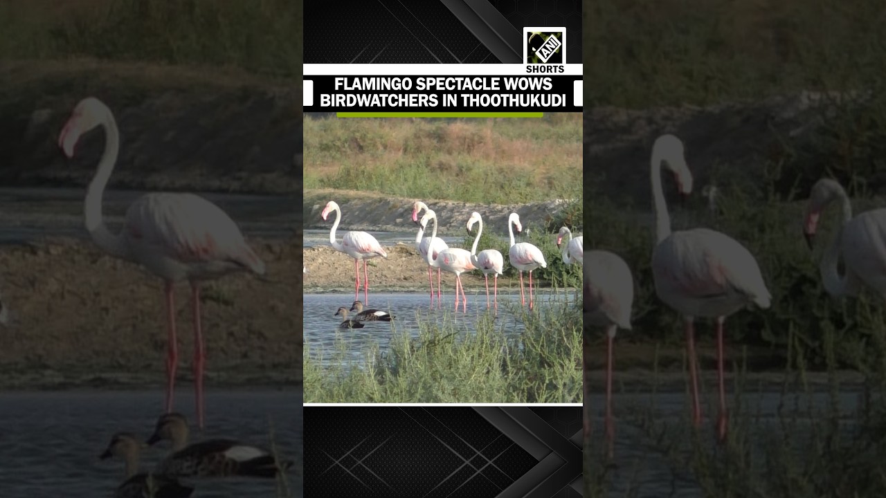Watch: Migratory Flamingos flock to Thoothukudi salt pans along East Coast road