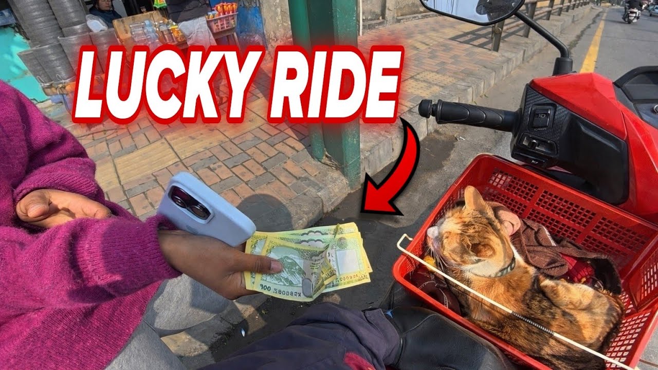 Unexpected Passenger.. With a Cat❗️| InDriver POV