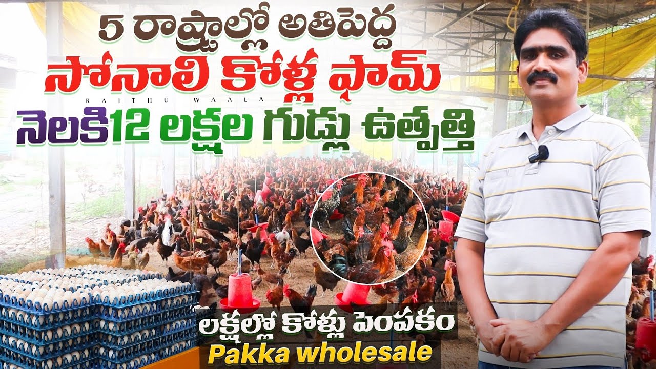 నెలకి 12 లక్షల గుడ్లు ఉత్పత్తి |లక్షల్లో కోళ్లు పెంపకం #raithuwala