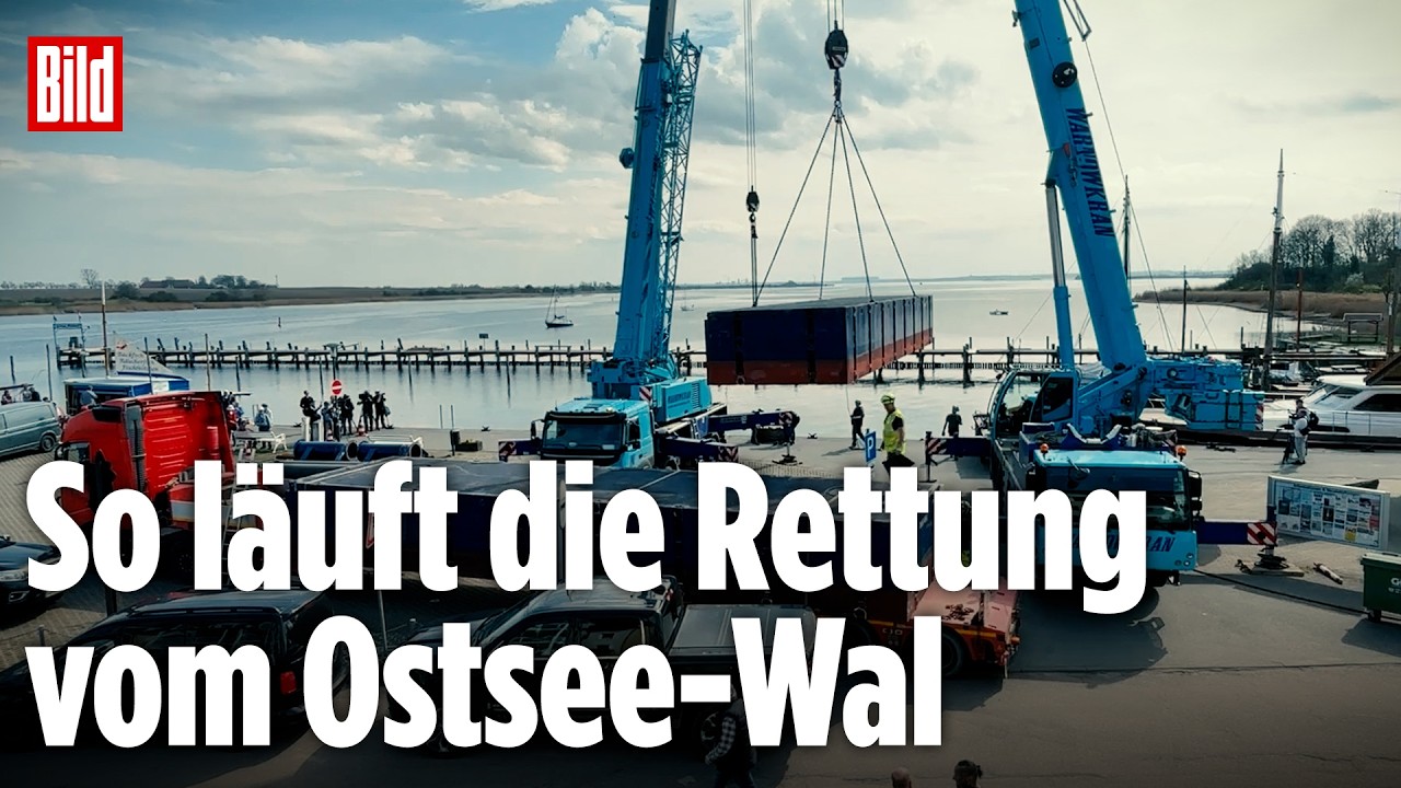 WAL-RETTUNG STARTET: LKWs und Kr&auml;ne bringen Pontons f&uuml;r Ostsee-WalTimmy