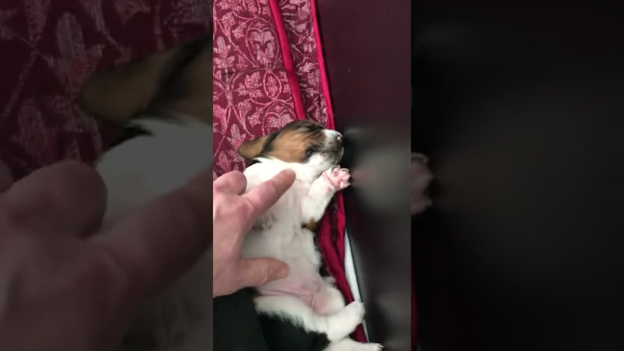 Basset Hound. Puppies' eyes are starting to open today