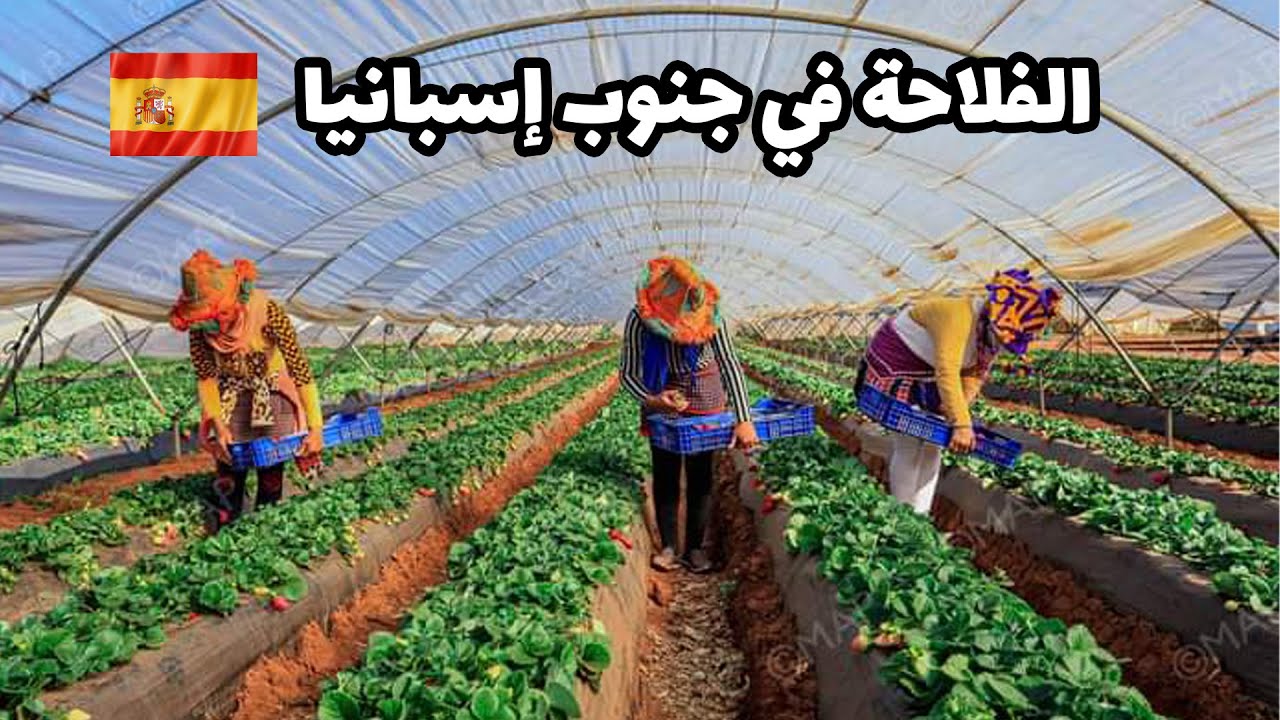 معلومات مهمة علا الفلاحة في جنوب إسبانيا مع مهاجر مغربي