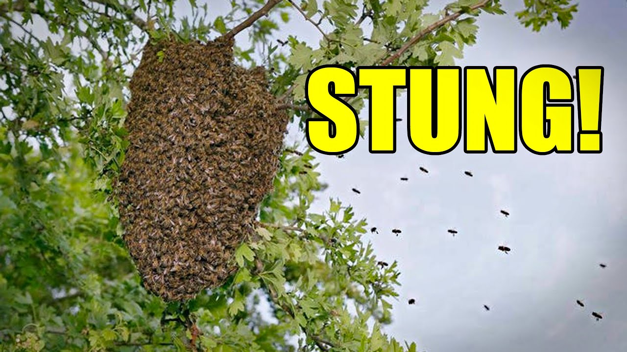 STUNG! Catching My First Swarm of Bees. Ep. 211.