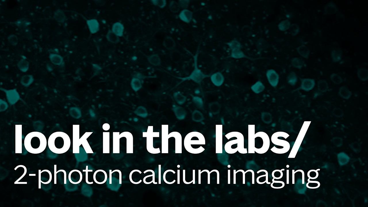 Lab Tour: 2-Photon Calcium Imaging