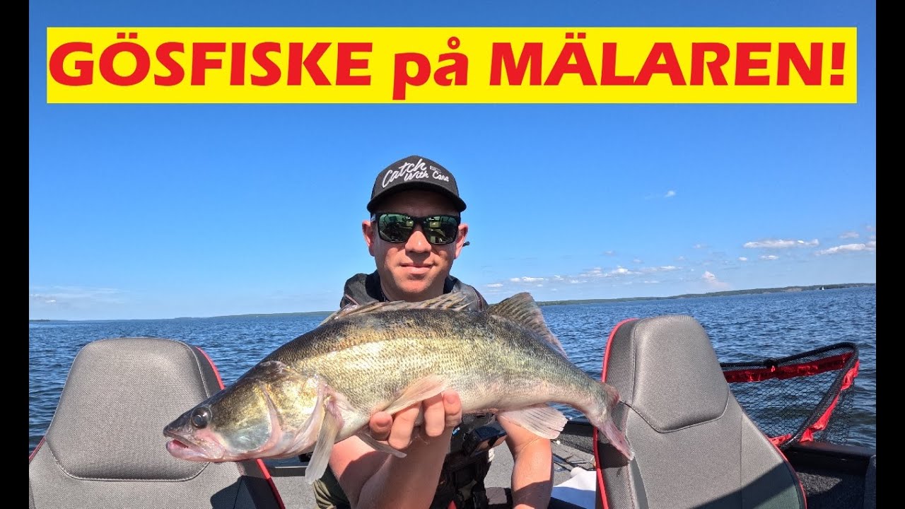 Gösfiske på Mälaren!