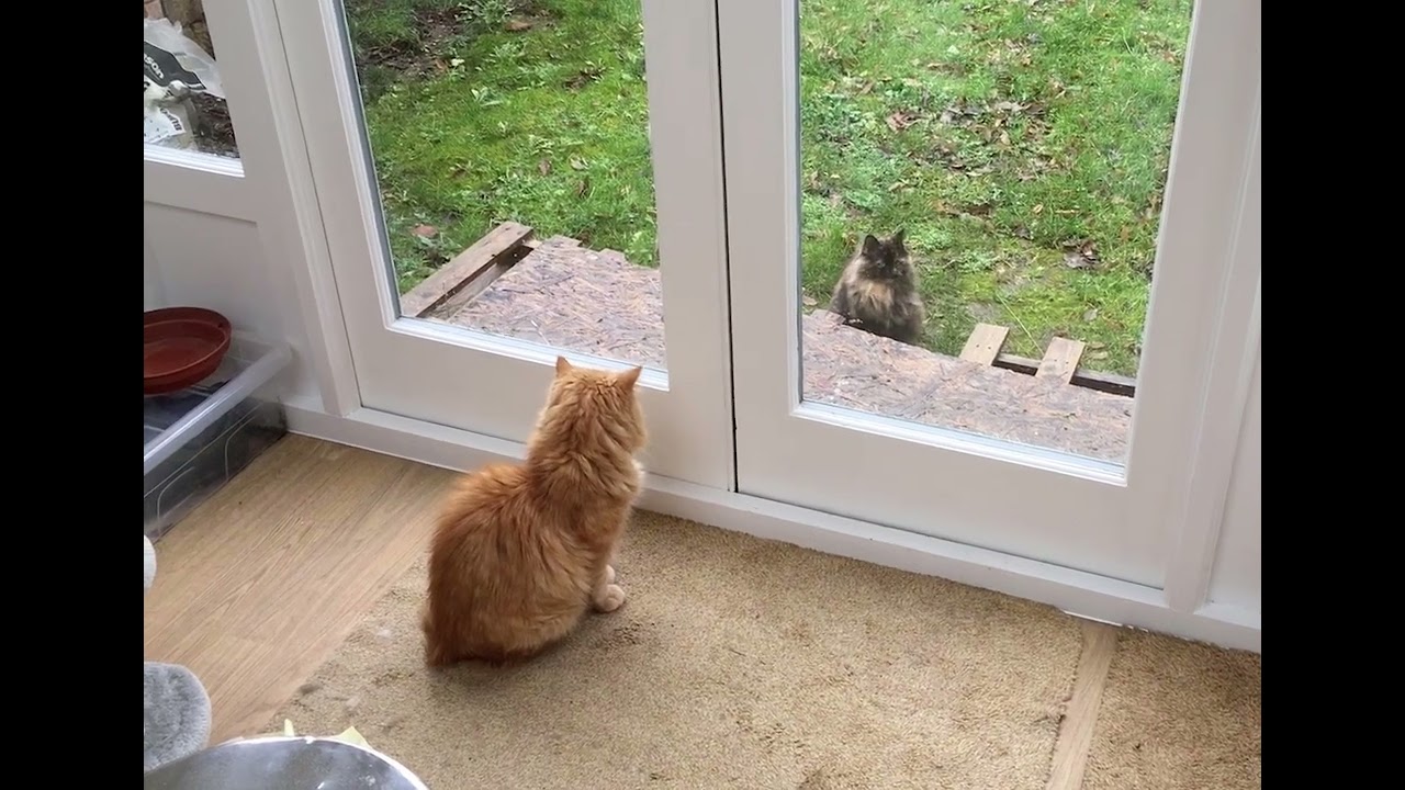 Subtle cat bullying .. blocking entrance