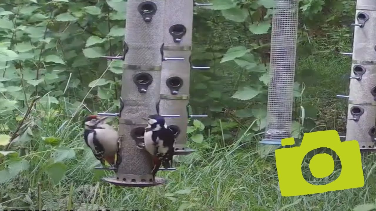 Great spotted woodpeckers at Weeting Heath bird feeders