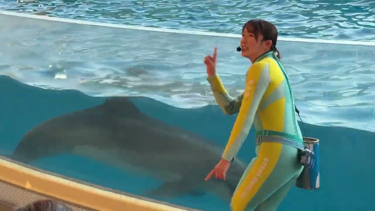 新江ノ島水族館 イルカショー イルカミニパフォーマンス 