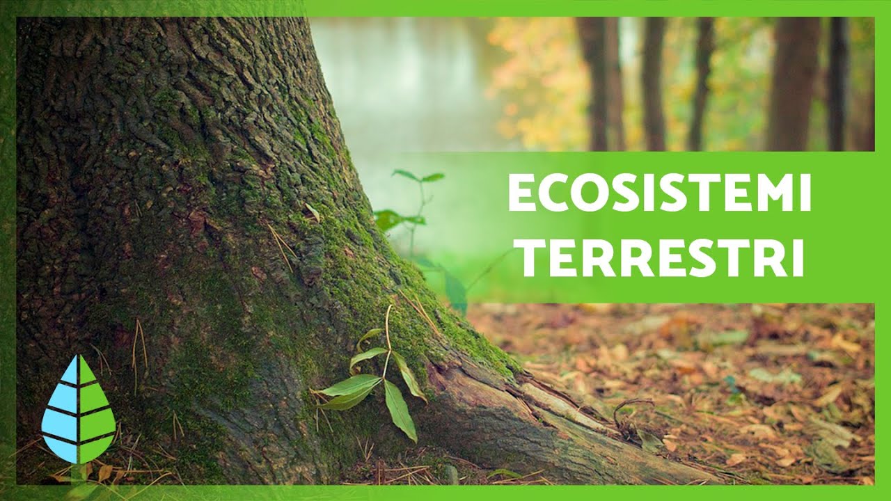 ECOSISTEMI TERRESTRI: Caratteristiche e TIPOLOGIE 🏔️🏜️