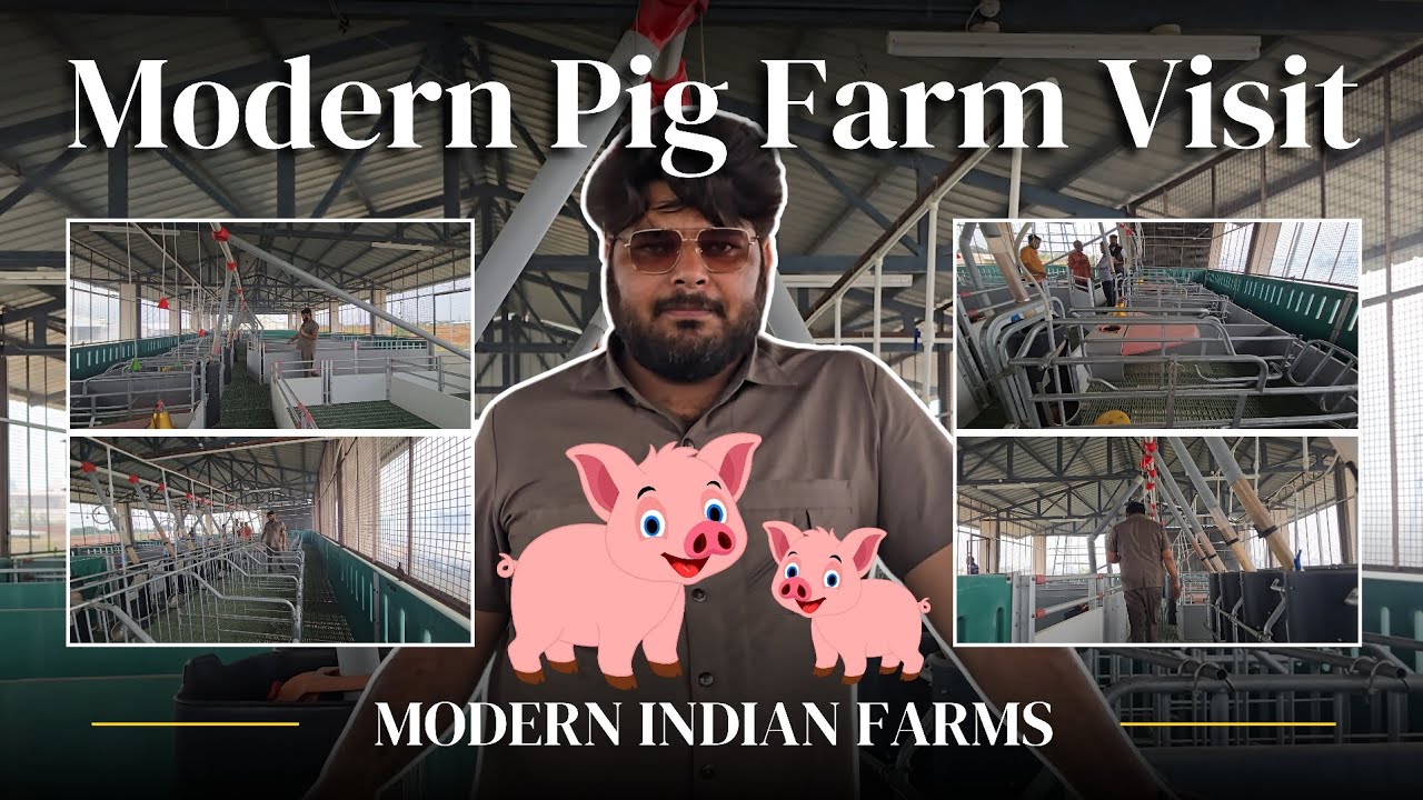 Visit to Modern Pig farm in India. Full Pig Farm tour with Modern Pig farming equipment details