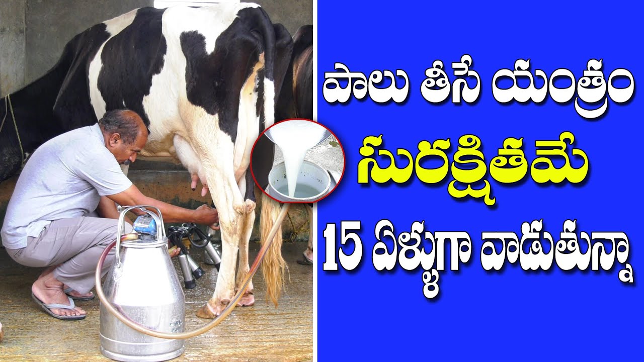 |Milking Machine| Safe and No harm to Animal| పాలు తీసే యంత్రం సురక్షితం
