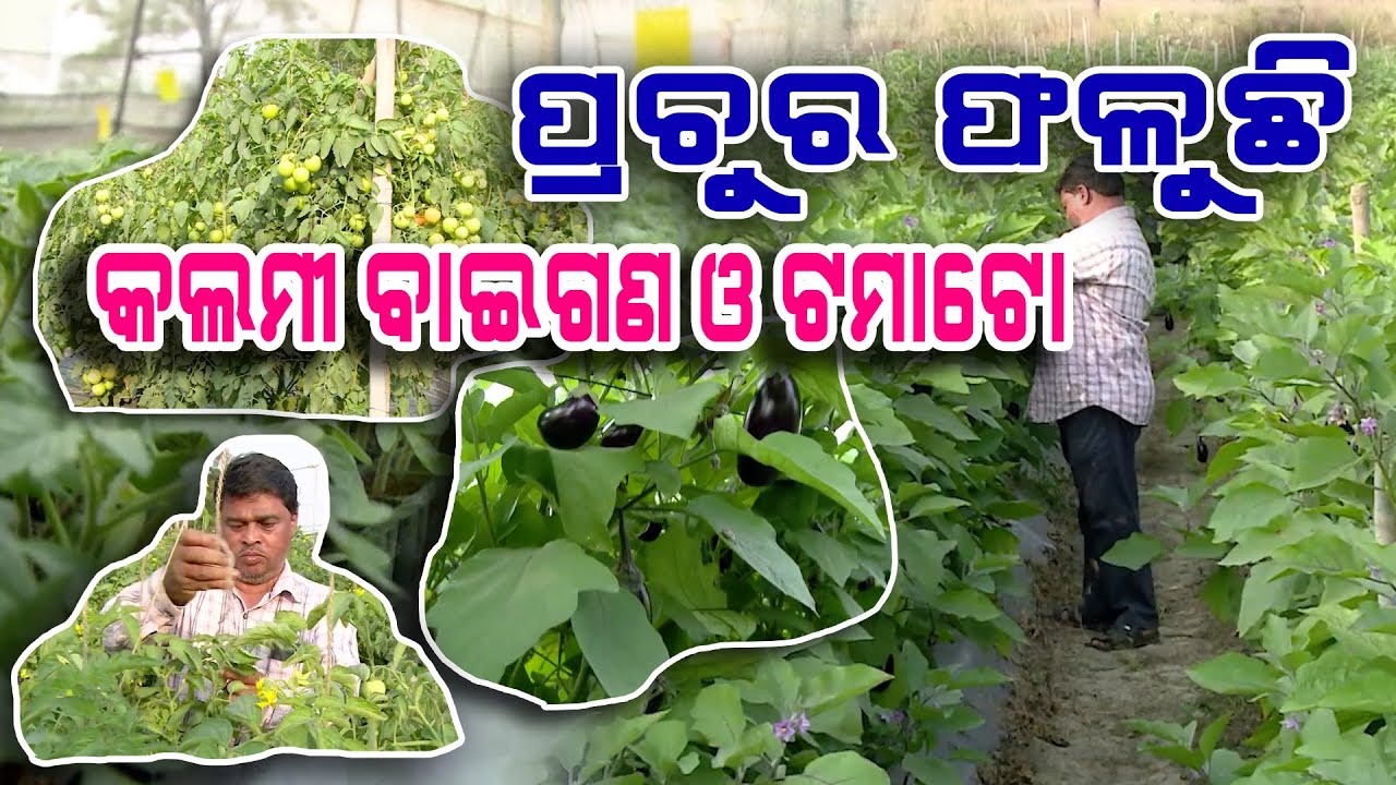ପ୍ରଚୁର ଫଳୁଛି କଲମୀ ବାଇଗଣ ଓ ଟମାଟୋ | More yields from grafted plants