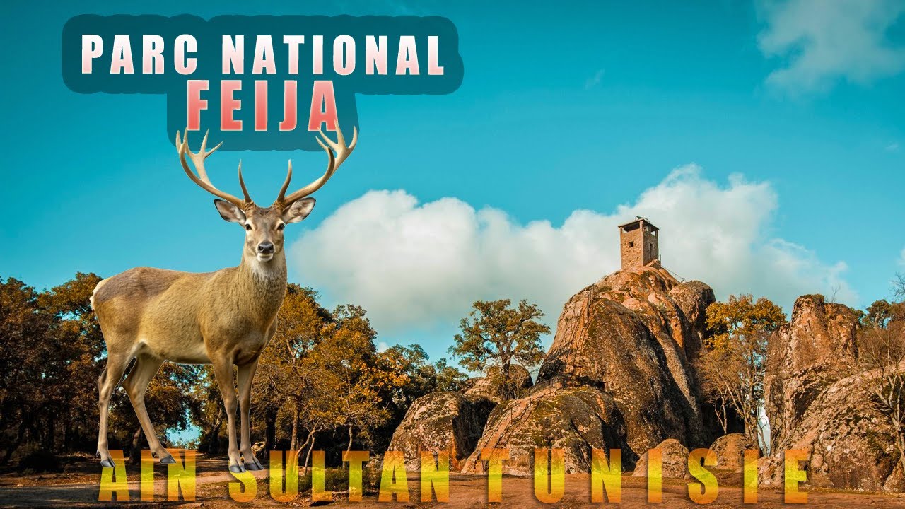 Beauté naturelle de la réserve d'El Feija, Aïn Sultan Jendouba Tunisie عين سلطان ومحمية الفيجة
