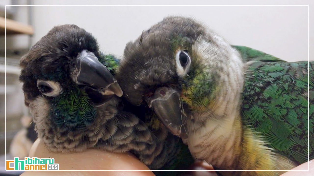 ウロコインコ：チビハル 【ラブラブ！～ノーカット版】 Conure: Lovey-dovey! - Long Ver.
