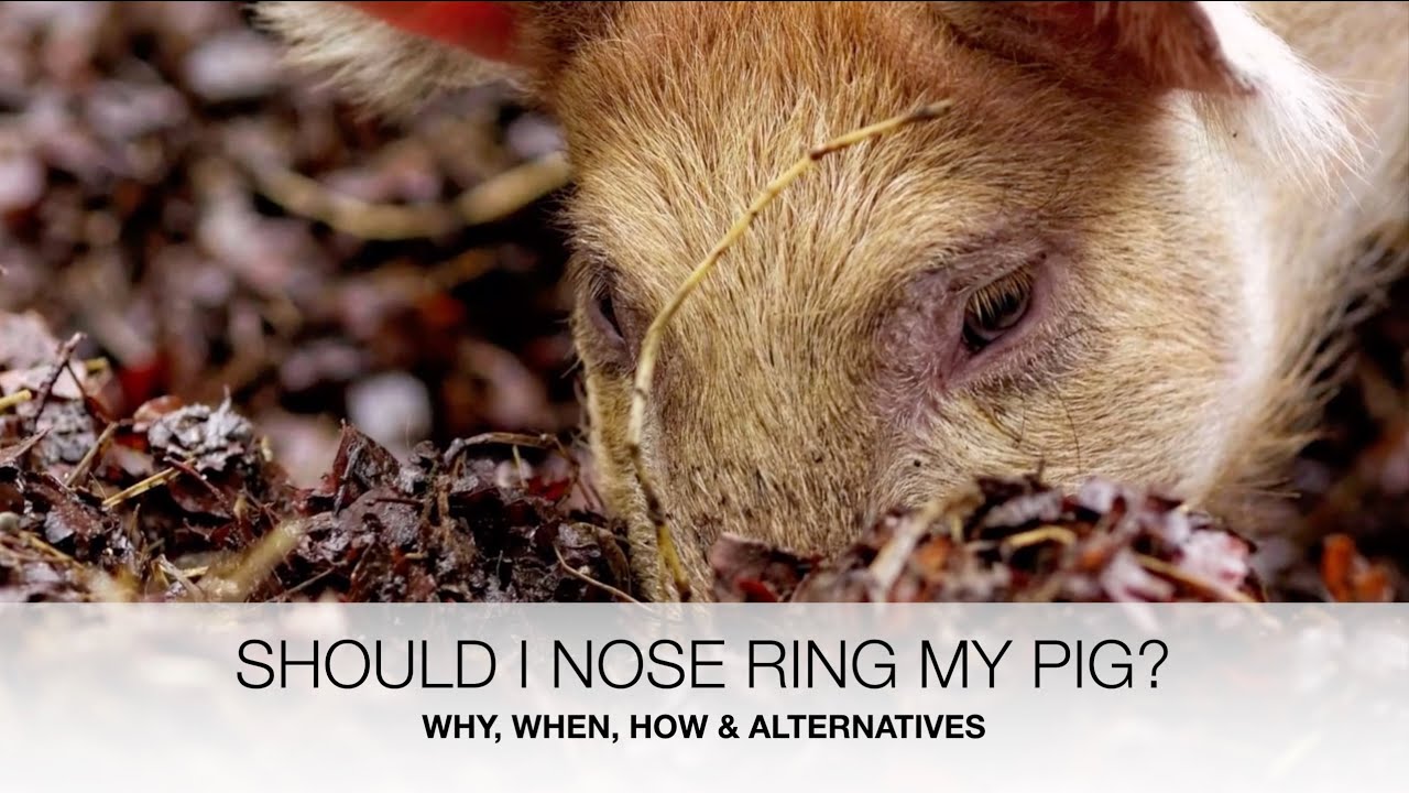 Nose ringing pigs - if, when, how and alternatives | Sez the Vet