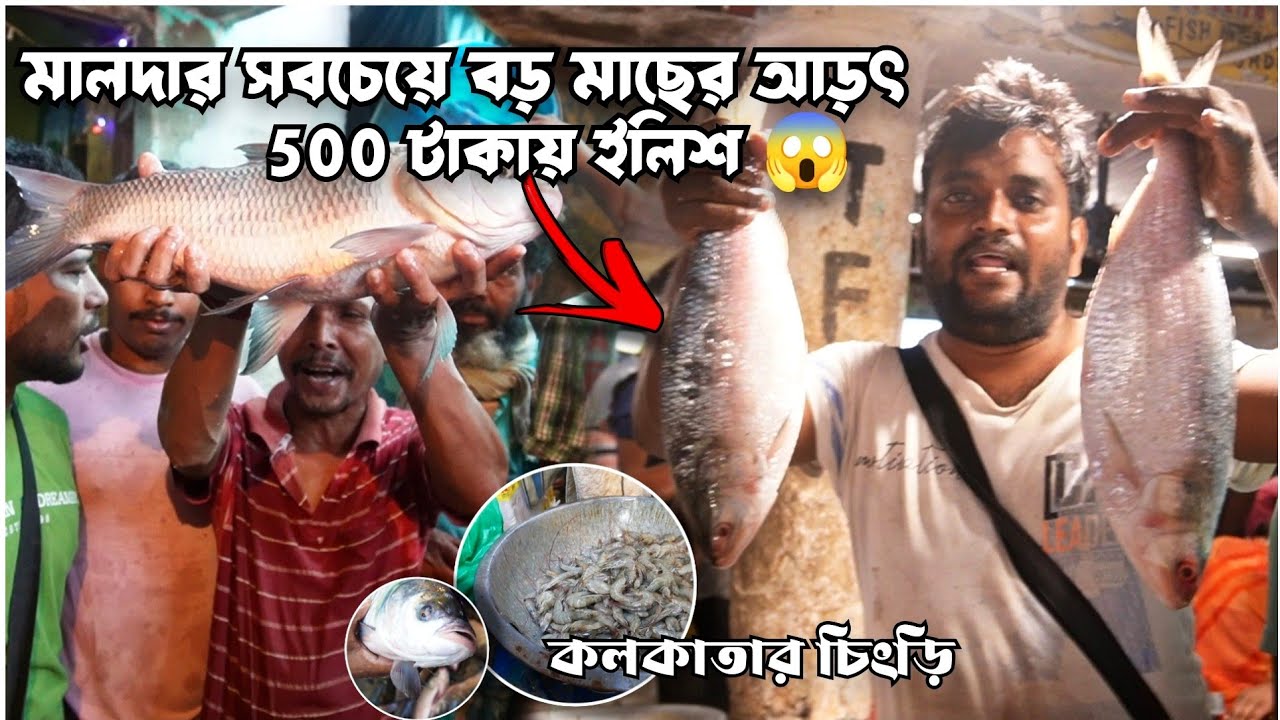 মালদার সবথেকে বড় মাছের আড়ৎ🐟ইলিশ🦐চিংড়ি সাথে 12kg এর বোয়াল😱 Biggest Wholesale Fish Market in Malda