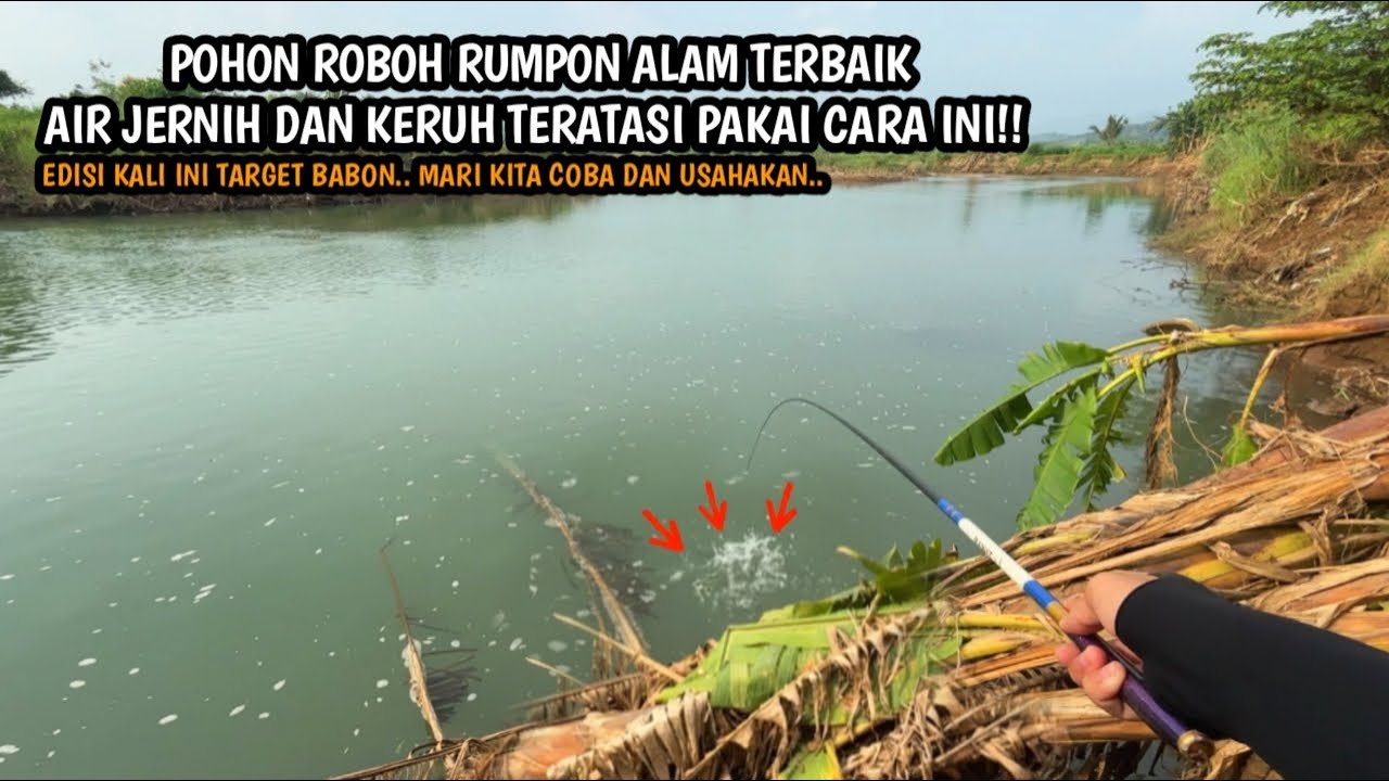 INI DIA SPOT IDAMAN IKAN BERSEMBUNYI!! POHON AMBRUK!! Mancing wader teknik seretan umpan RASBORA