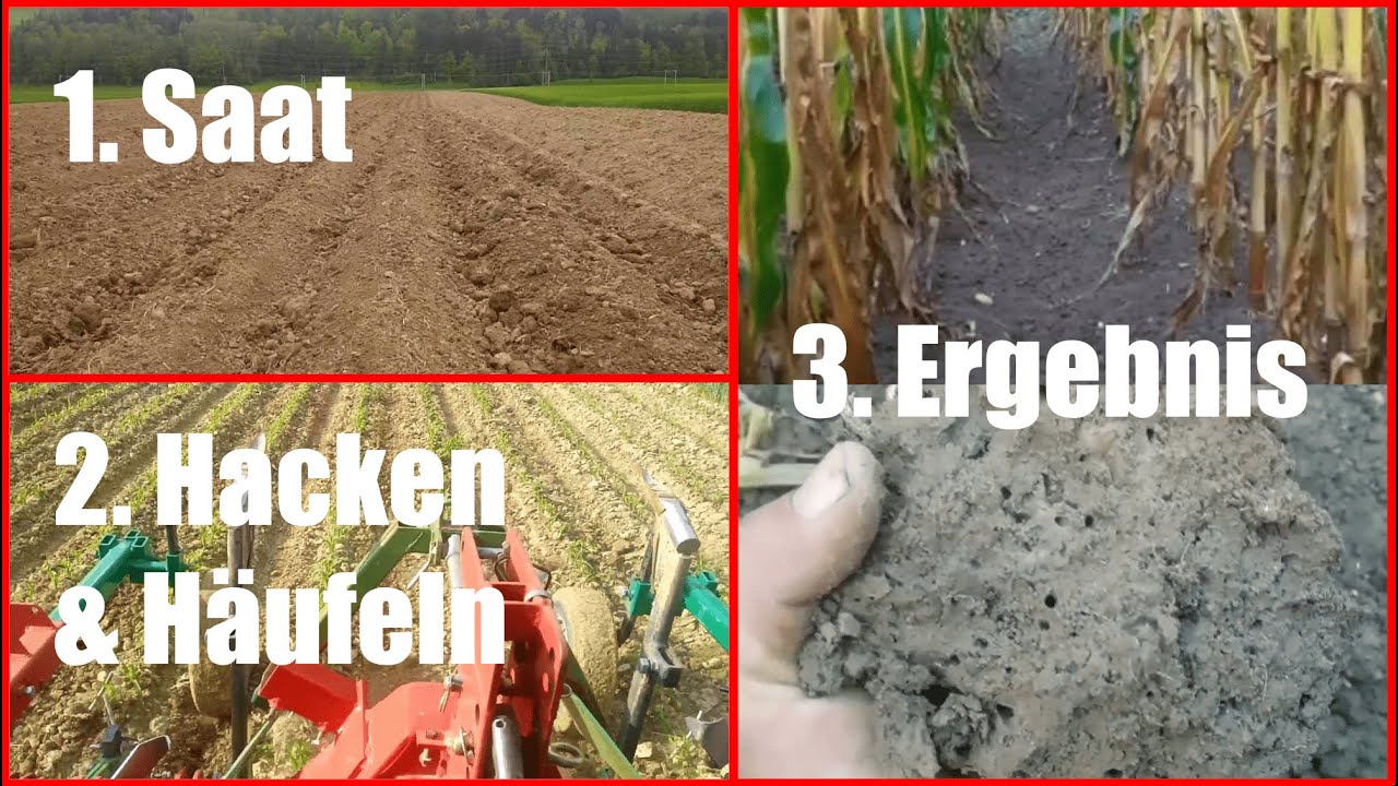 Mais auf Dämmen angebaut. Von der Saat bis zur Ernte.