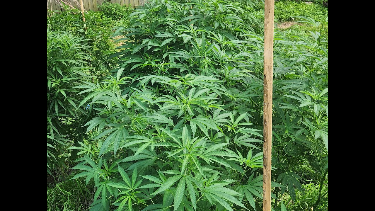 2025 Outdoor Cannabis Garden pt.3