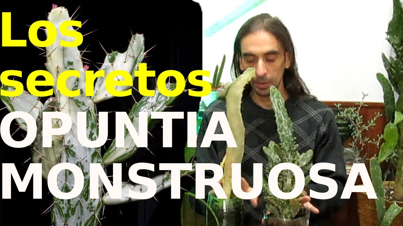Los secretos del Opuntia mosntruosa (Opuntia monacantha) cactus