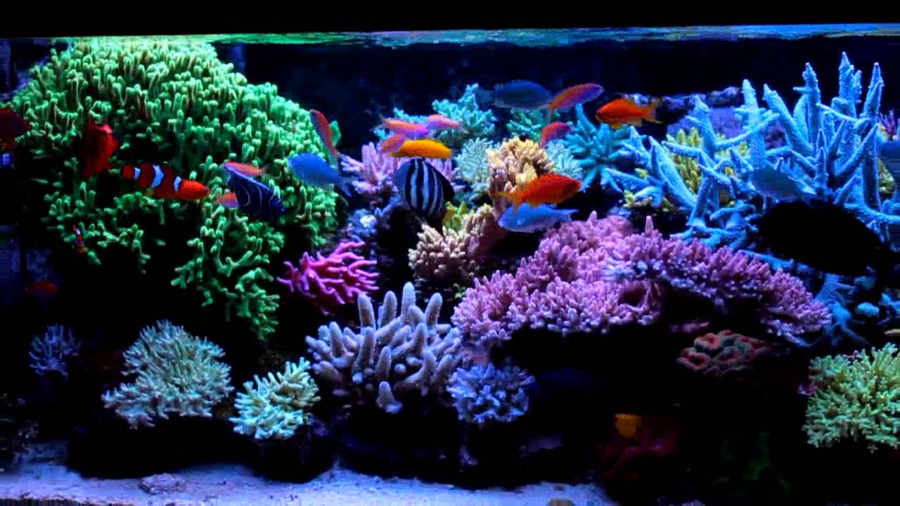 Krzysztof Tryc's reef tank  - system with NP-reducing BioPellets