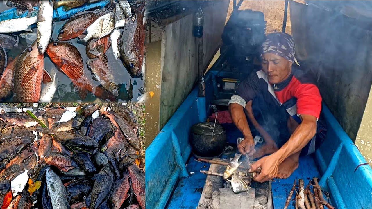 Pasang Perangkap Dihutan Mangrove  Diguyur Hujan  Dapat Banyak  Kakap Merah Langsung Masak