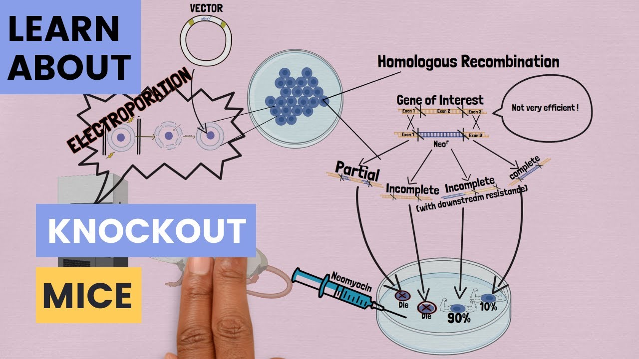 What Are: Knockout Mice?
