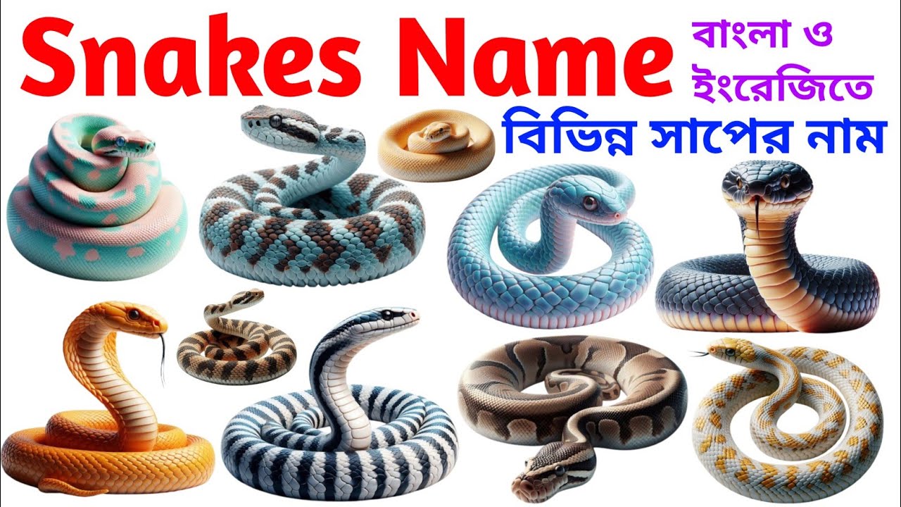 Snake Names for Kids | Learn 20 Types of Snakes in English | Preschool & Toddler Learning Video