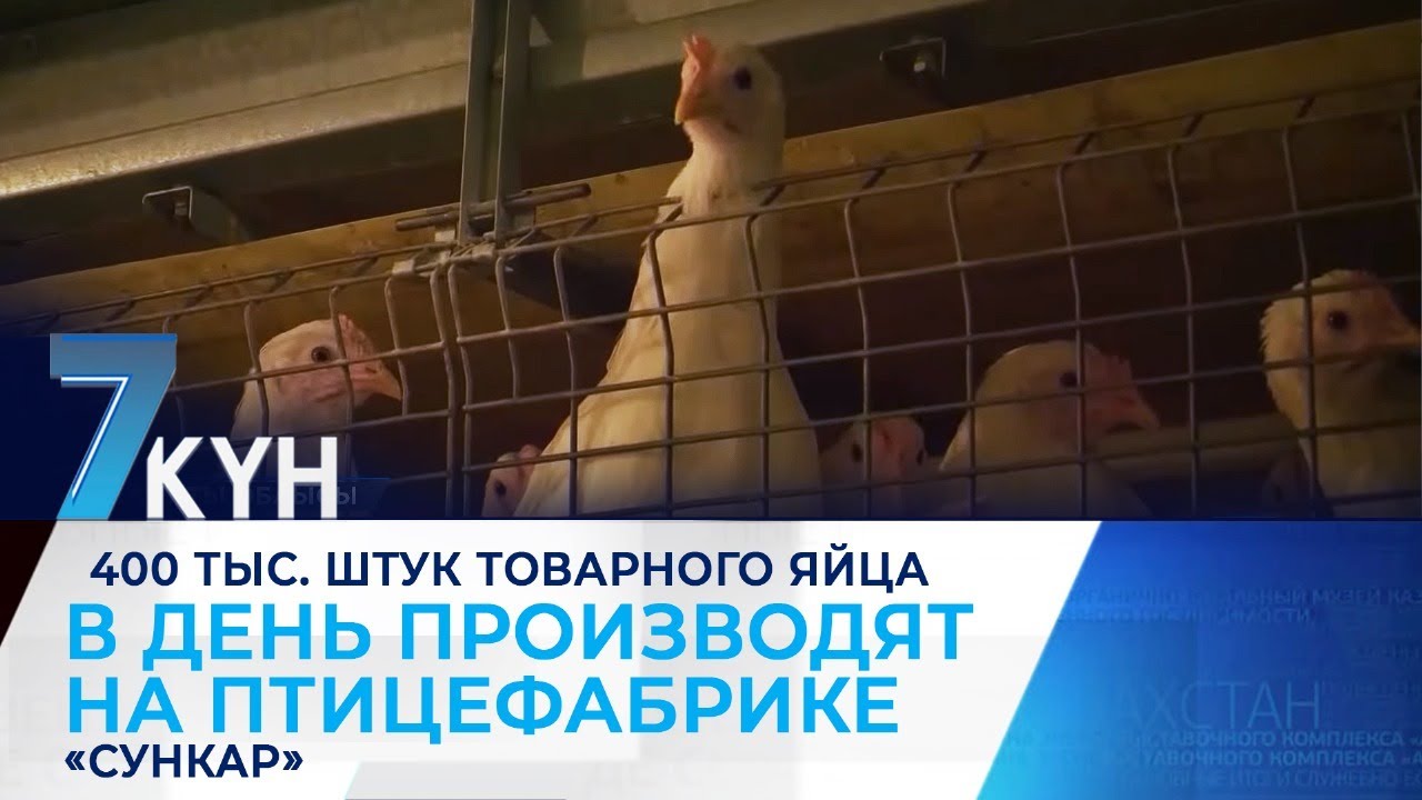 400 тыс. штук товарного яйца в день производят на птицефабрике «Сункар»