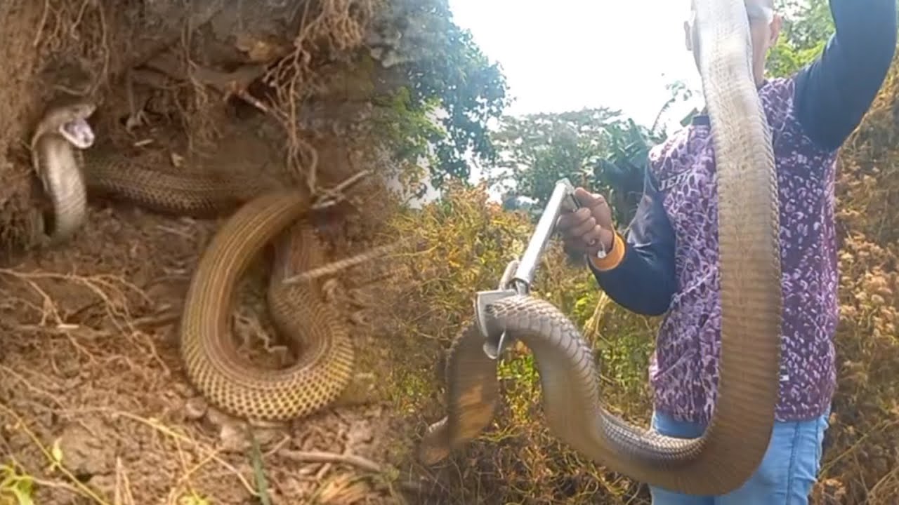 6 na MALALAKING COBRA na ang NAHULI NI KAMANDAG SA BAKURAN NI KUYA sa Porac, Pampanga | JTG Kamandag