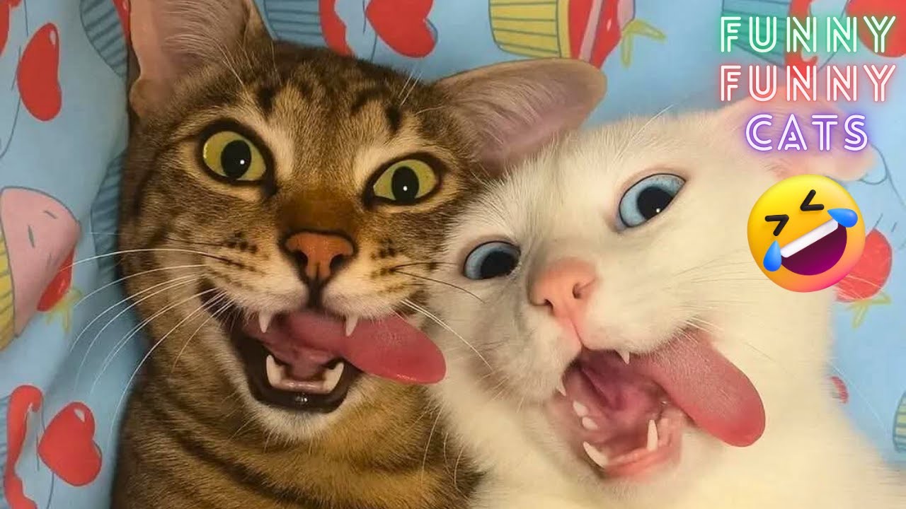 Best Cat Moments of the Year 😻😂 Don't Try To Hold Back Laughter 😺- Funny Cat Videos 2025