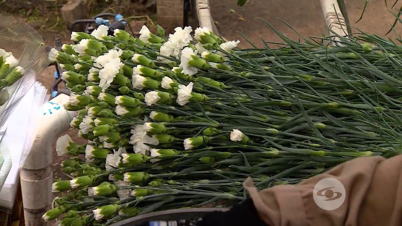 Producción de esquejes para un cultivo de flores - La Finca de Hoy