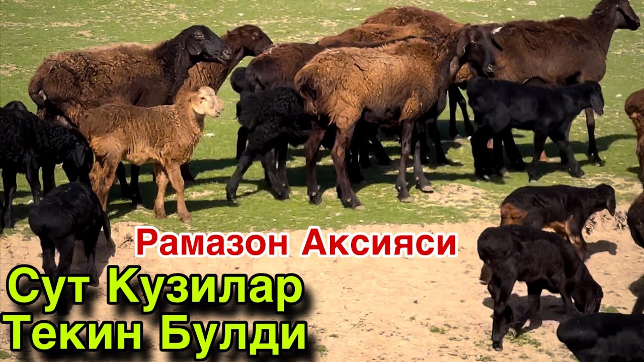 Байрамга Совга Булди! ☎️+998 99 106 5400 ☎️+998 99 062 9600