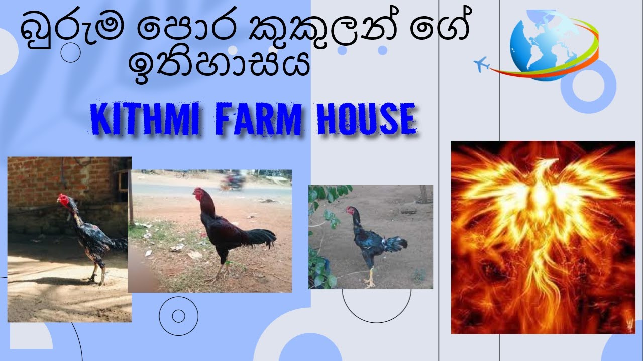 බුරුම පොර කුකුලන් ගේ ඉතිහාසය.KITHMI  FARM HOUSE DIYABEDUMA