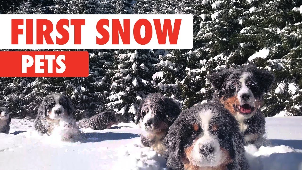 First Snow Pets
