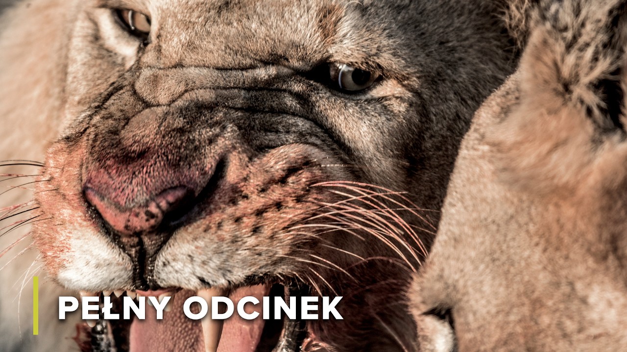 Lwy, lamparty i gepardy: bezkonkurencyjni łowcy | Ikony Dzikiej Przyrody 101