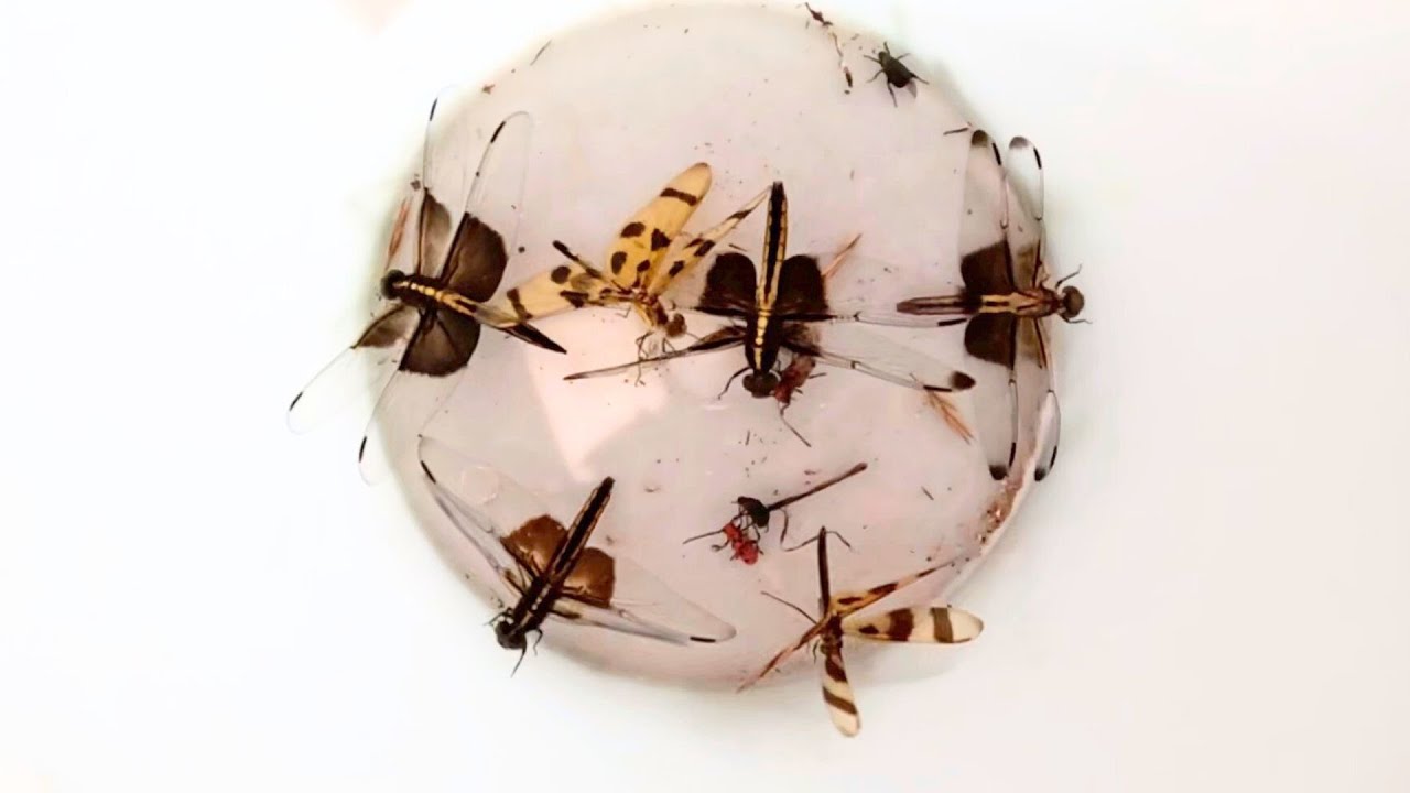 Dragonflies and Insects We Caught (Up Close)