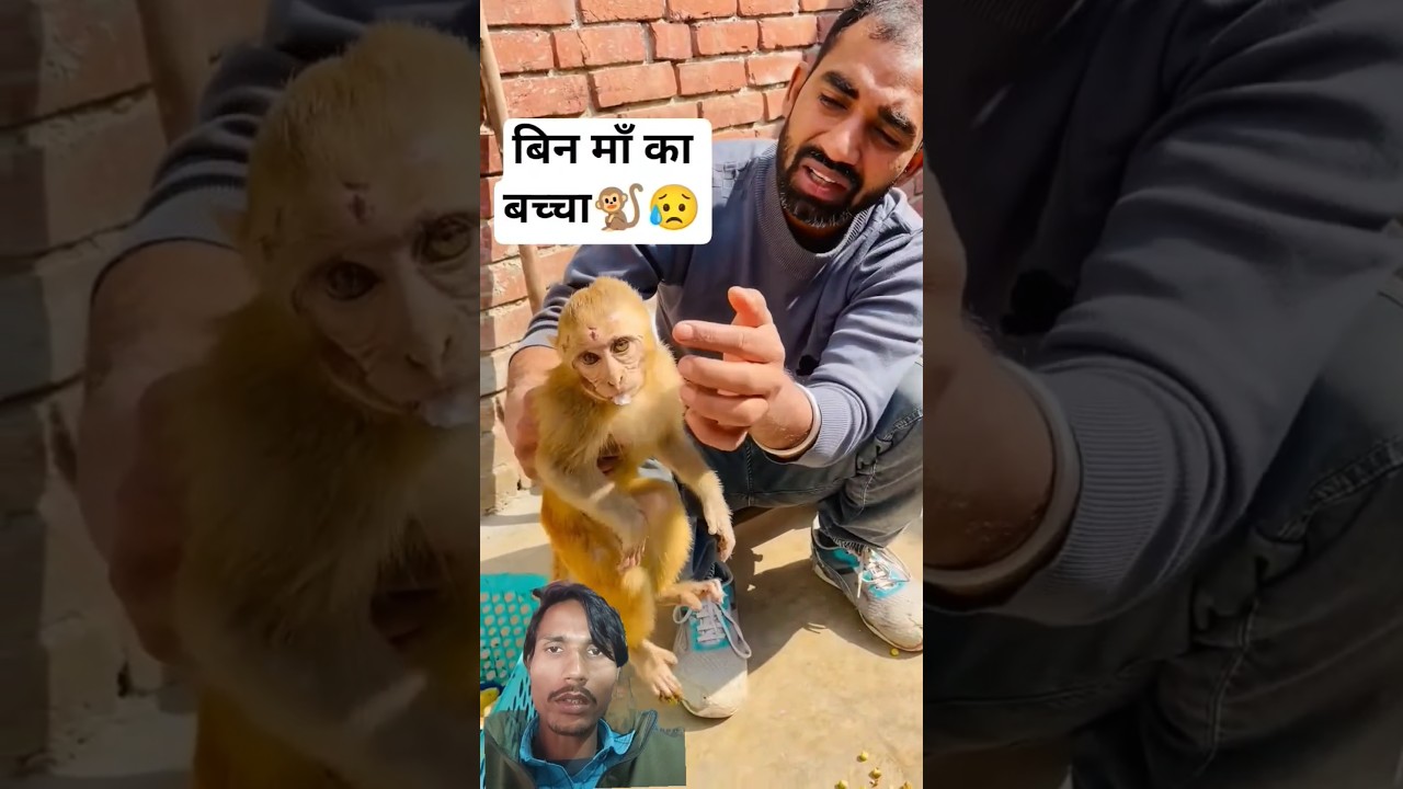 #monkey