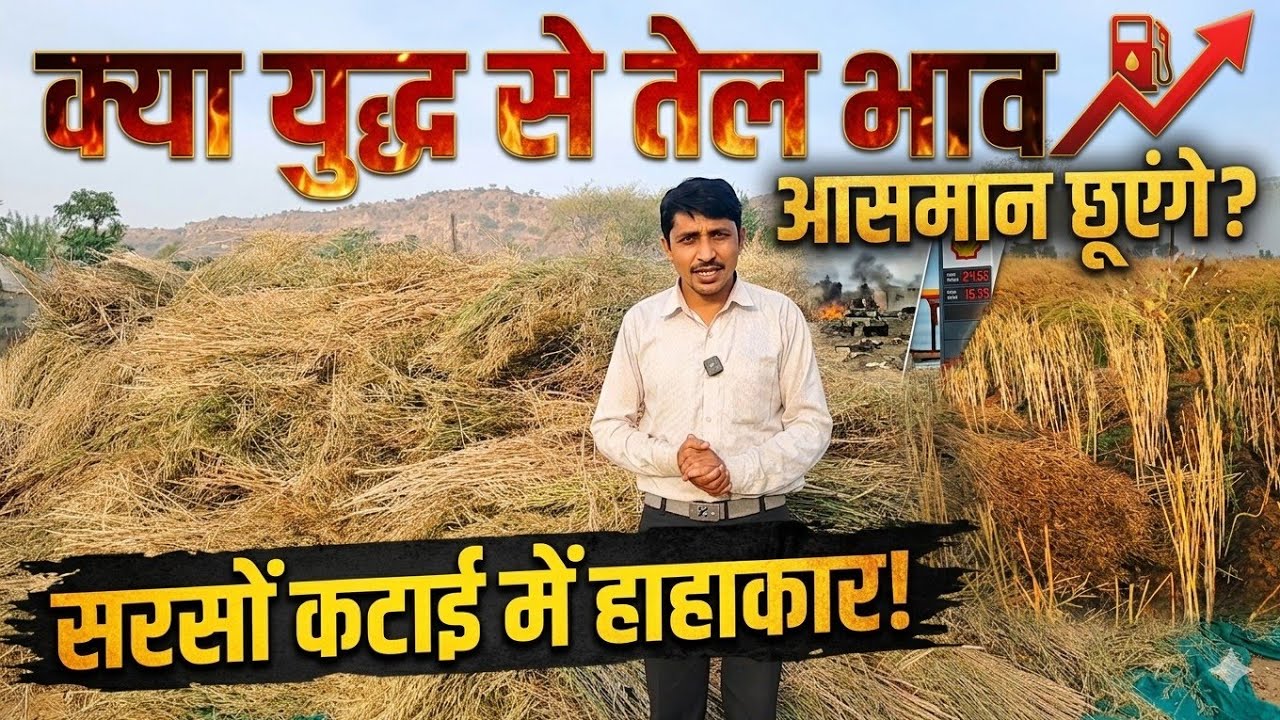 क्या युद्ध से तेल भाव आसमान छूएंगे |  सरसों कटाई में हाहाकार! मजदूर न मिलने से भाव आसमान पर