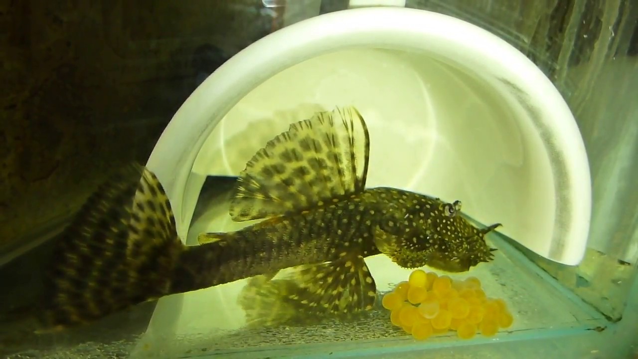 Ancistrus dolichopterus - самец 
