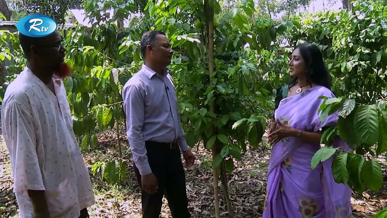 কফি চাষে উজ্জ্বল সম্ভাবনা, জেনে নিন কফি চাষের সম্পূর্ণ পদ্ধতি | Coffee Cultivation