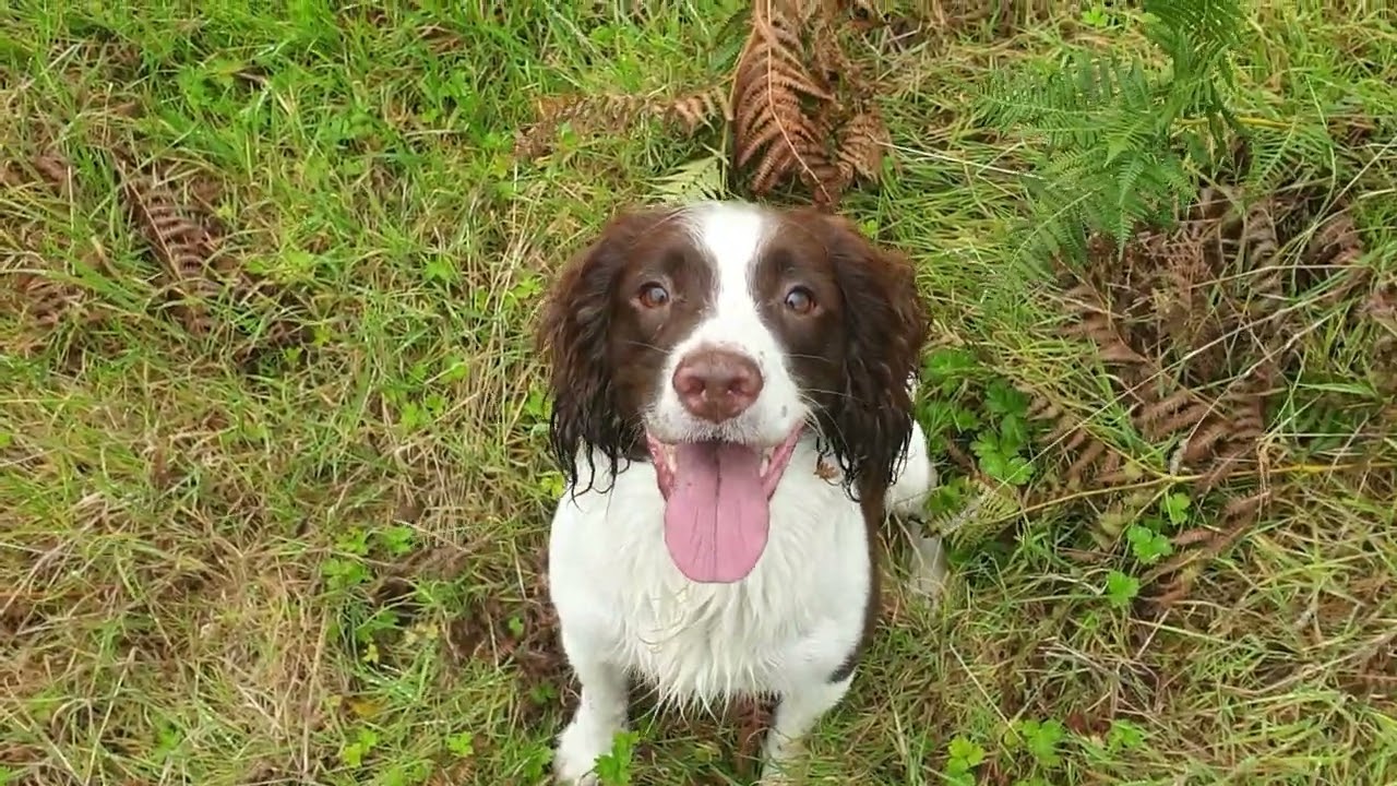 Tilly the Springer at work