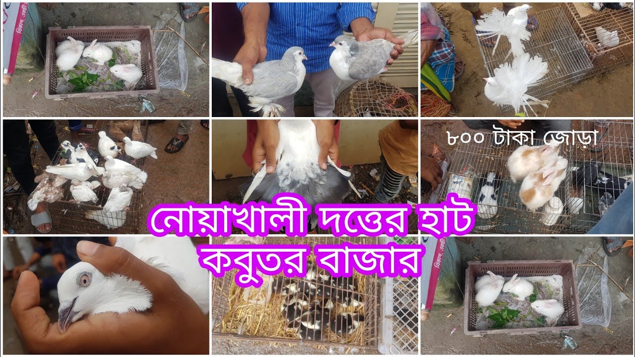 কম দামে কবুতর কিনুন, নোয়াখালী দত্তের হাট কবুতর বাজার থেকে  #kobutor_mela